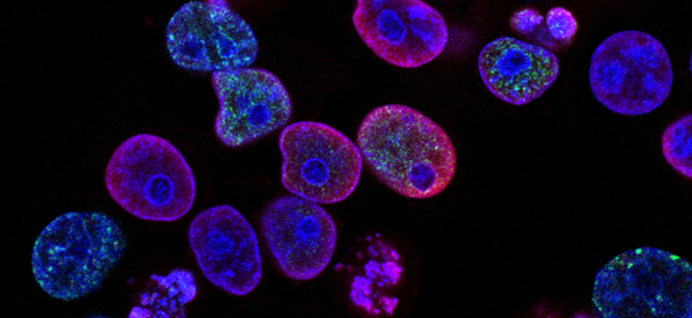 Longevity/Biotechnology